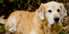 Pet Insurance
